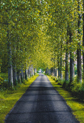 Street | Trees | Way | Road 