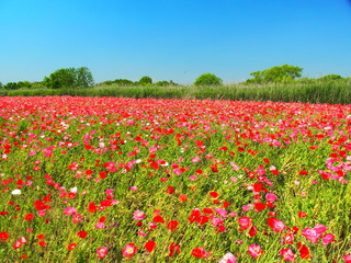 初夏の河川敷のポピー畑風景