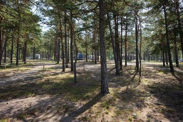 path in forest