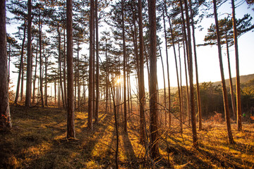 colorful autumn forest