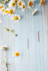 Bouquet of freshly picked camomile flowers on wooden background