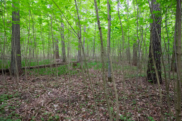 trees in the forest