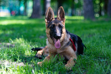 Cute Puppy Dog of German Shepherd. Animal Portrait
