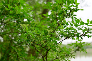 Elder flower buds and fresh green leaves after rain.