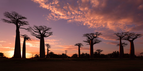 Avenue of the Baobabs with dramatic sky at sunset near Morondava, Madagascar
