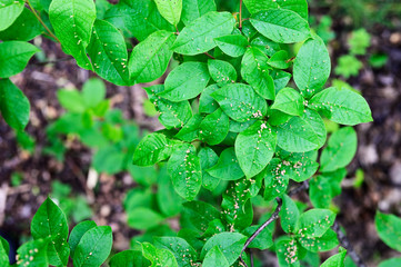 Green leaves on branch with pistils on leaves.