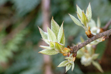 green leaf of tree in forest