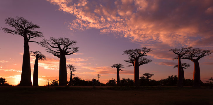 Avenue of the Baobabs with dramatic sky at sunset near Morondava, Madagascar