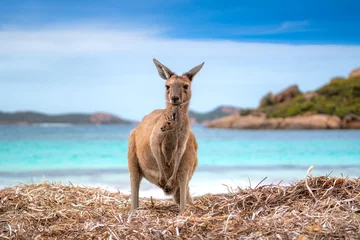 Foto op Plexiglas Cape Le Grand National Park, West-Australië Kangaroo 0n the Lucky beach western Australia