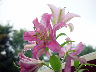 Pink lily