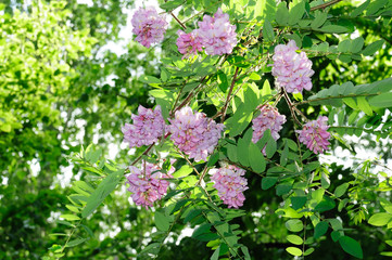 Flowers and leaves of pink acacia in the bright rays of the sun against the blue sky