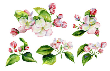 A blooming branch of apple tree in spring watercolor. Hand drawn apple tree branches and flowers .Perfect for invitations and wedding cards. - 269671710