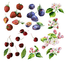 A blooming branch of apple tree in spring watercolor. Hand drawn apple tree branches and plums, cherry, strawberry. Perfect for wallpaper, fabric design, textile design, cover, surface textures. - 269671772