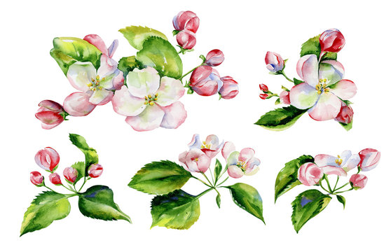 A blooming branch of apple tree in spring watercolor. Hand drawn apple tree branches and flowers .Perfect for invitations and wedding cards.