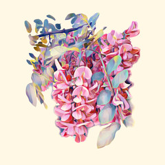 Acacia flowers plant.