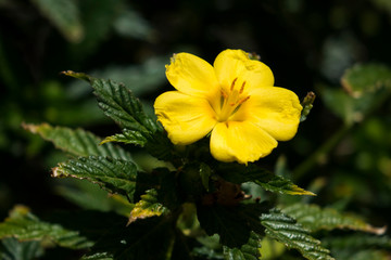 Floating primrose flowers in full bloom taken in bright sunshine in Corralejo fuerteventura in the Canary Islands Spain