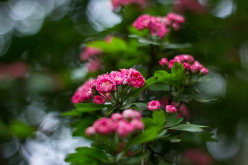 Obraz premium The branch with pink blossom / Bokeh