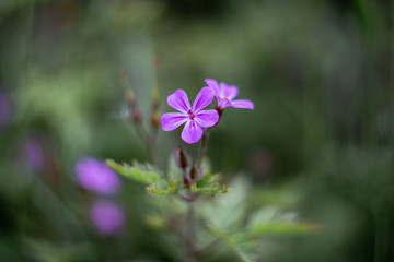 Obraz na płótnie Canvas purple flower on a delightful background