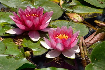 池の睡蓮の花が咲く