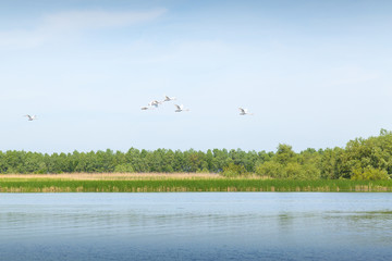 White swans flying through the Danube Delta