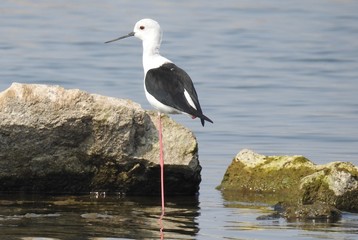 Black winged stilt