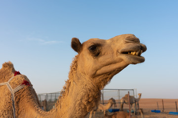 Nahaufnahme eines Kamels