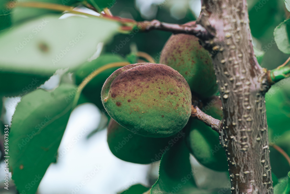 Poster close up green apricot on a tree.