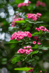 The branch with pink blossom / Bokeh