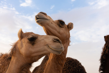 Nahaufnahme eines Kamels