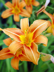 Day lily