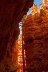 landscape navajo loop trail bryce canyon in the united states of america