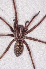 Große Winkelspinne (Tegenaria)