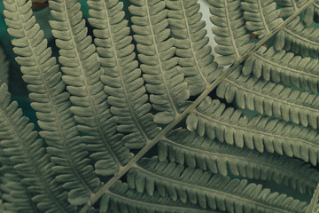 Green leafs texture. Leaf texture background © Oleksandr
