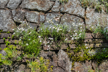 Dzikie kwiaty  rosnące w skale