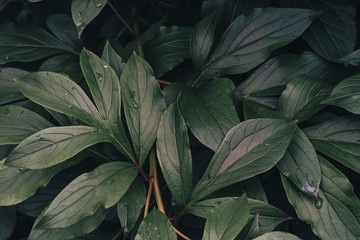 Fototapeta na wymiar Green leafs texture. Leaf texture background