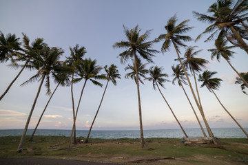 Obraz premium Coconut Trees by the beach during sunset.