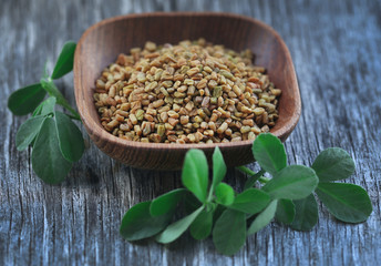Fenugreek seeds with green leaves