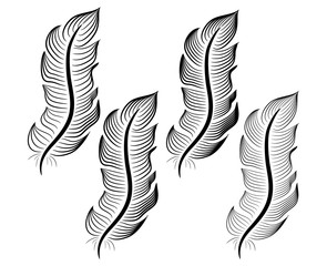 Collection of feather illustration, drawing, engraving, ink line art