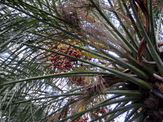 Obraz premium Palmier à Barcelone