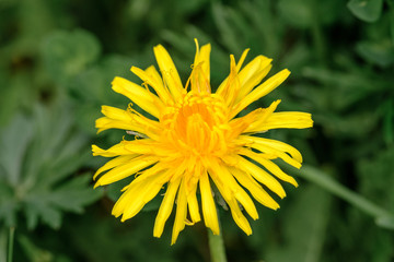 Gelbe Löwenzahn-Blüte (Taraxacum sect. Ruderalia)