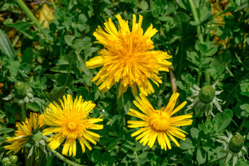 Drei blühende Löwenzahn (Taraxacum sect. Ruderalia)