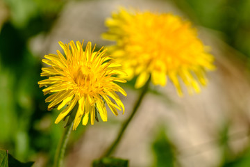 Zwei blühende Löwenzahn (Taraxacum sect. Ruderalia)