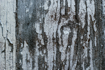 Obraz premium Aged wooden planks with an old white paint 