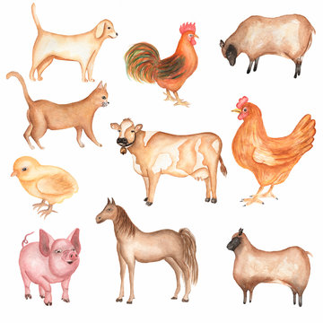 Watercolor hand drawn farms animal set. Cute domestic pets watercolor illustration. horse. hen. pig. sheep. rooster. chicken. dog.cat. cow