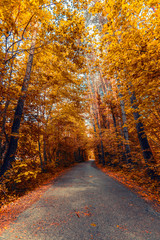 path in autumn forest