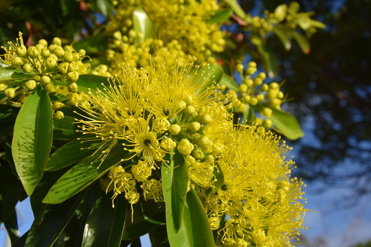 Beautiful fluffy eucalyptus flowers on a close-up branch. Yellow flowers of the gumtree Angophora hispida.