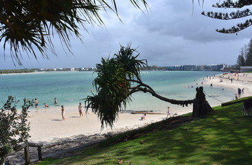 Caloundra, Australia - Apr 21, 2019. Fallen tree in the park. People having fun at Bulcock beach.  View from Happy Valley Park (Sunshine Coast, Queensland, Australia).
