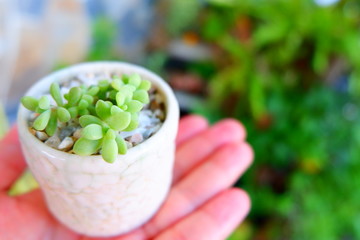mini succulent