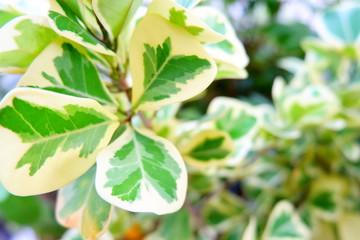 Fototapeta na wymiar pretty leaf
