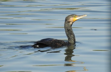 Great cormorant